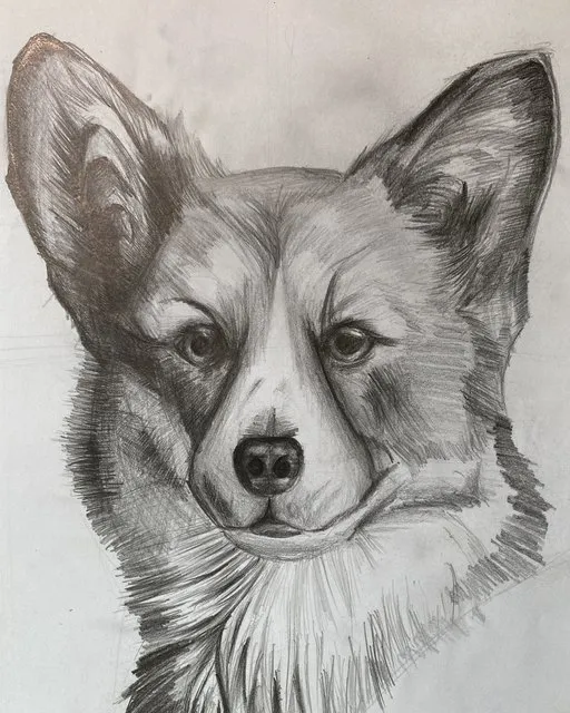 Graphite sketch of a corgi's head